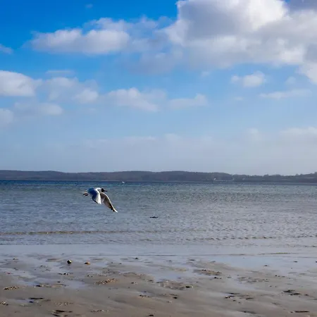 Seestern Glücksburg