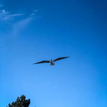 Seestern Ferienhaus Glücksburg