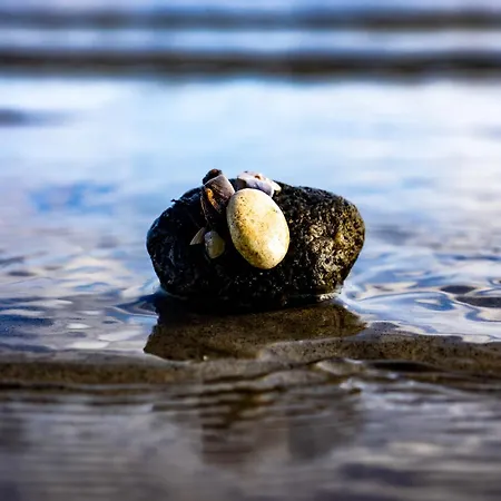 Seestern Glücksburg