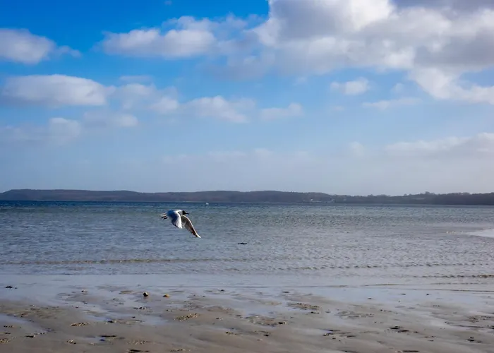 Seestern Glücksburg